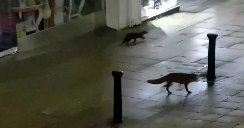 
        Выдра и&nbsp;лиса прогулялись по&nbsp;ночному городу    