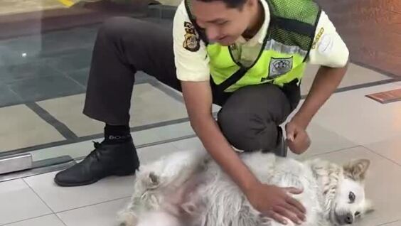 
        Охранник выпроваживает собаку из&nbsp;магазина    