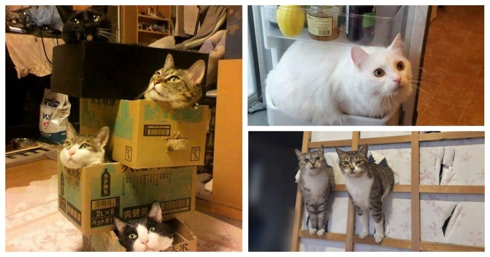 
        35&nbsp;доказательств, что&nbsp;котикам везде удобно    