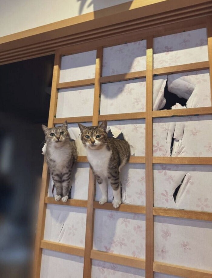 
        35&nbsp;доказательств, что&nbsp;котикам везде удобно    