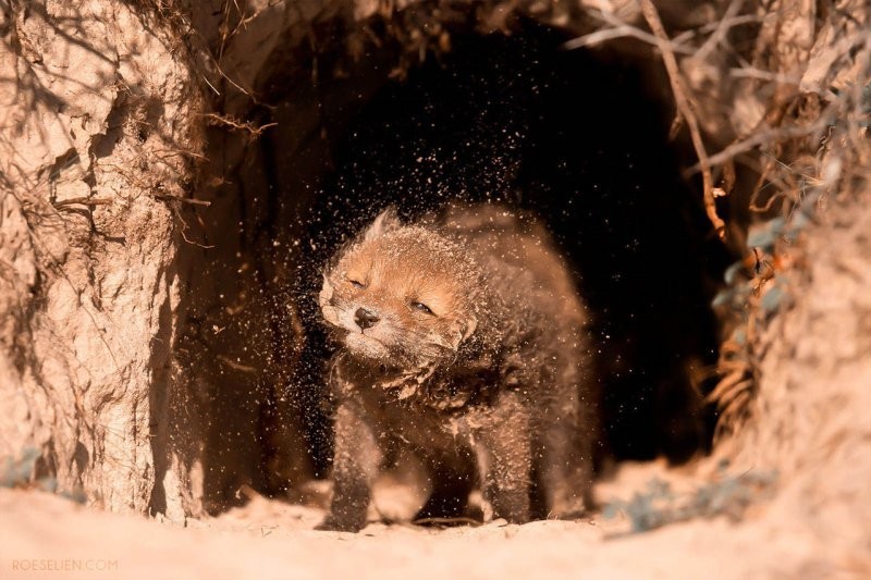 Лисы гораздо удивительнее, чем кажется — вот 31 доказательство
Лисы гораздо удивительнее, чем кажется — вот 31 доказательство