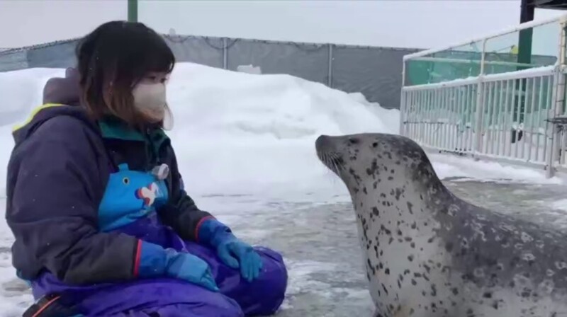 
        Тюлень синхронизировался со&nbsp;своей смотрительницей    