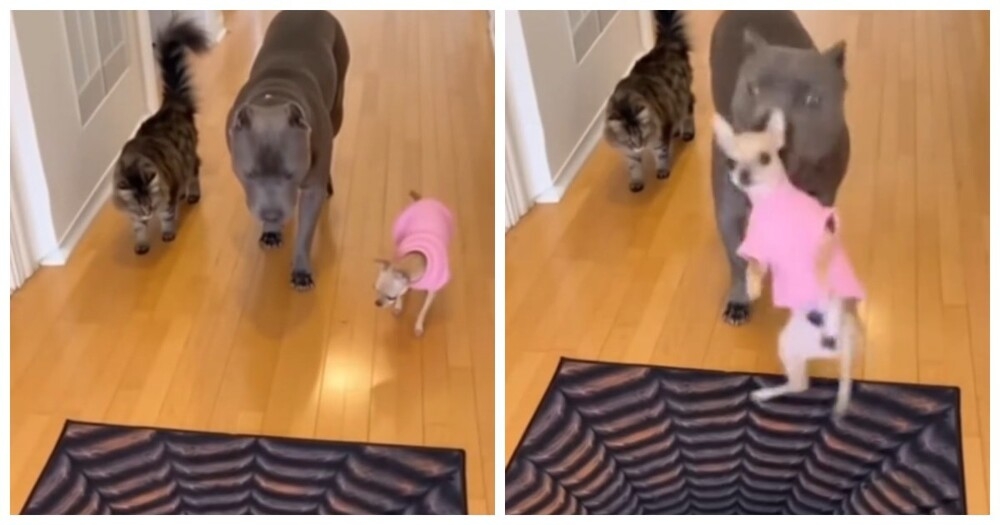 Забавная проверка 3D-пола от собаки
Забавная проверка 3D-пола от собаки