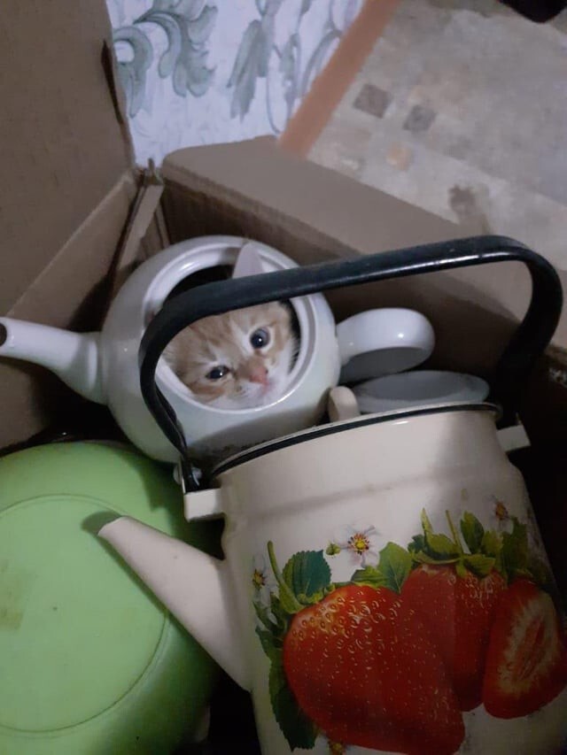 30 забавных снимков животных, попавших в затруднительные ситуации
30 забавных снимков животных, попавших в затруднительные ситуации