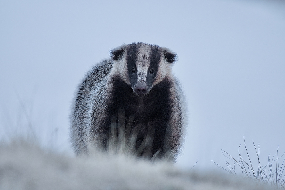 
        Барсук: обитает по&nbsp;всей России, но&nbsp;вы&nbsp;его&nbsp;не&nbsp;встретите    