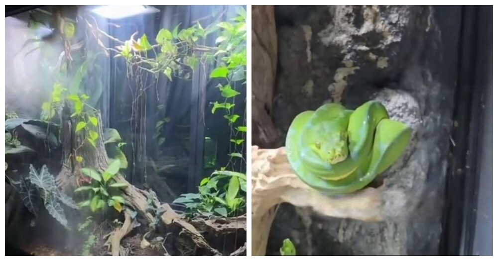 
        Мужчина показал свой гигантский домашний &laquo;мир&nbsp;природы&raquo; с&nbsp;дождями, ветром и&nbsp;несколькими биомами    