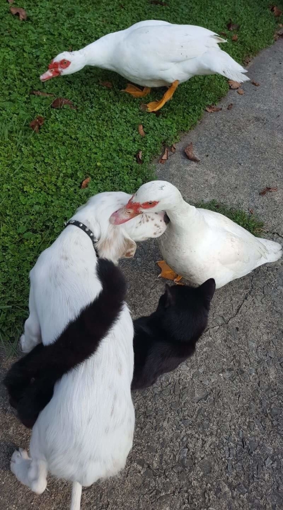 
        20&nbsp;примеров невероятной глубины пушистых сердец    