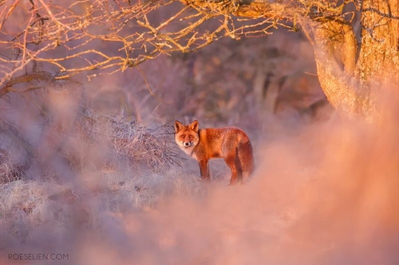 Лисы гораздо удивительнее, чем кажется — вот 31 доказательство
Лисы гораздо удивительнее, чем кажется — вот 31 доказательство