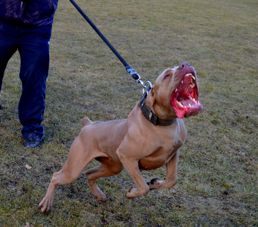 Рейтинг собак по мощности укуса: какая порода оказалась безумно сильна?
Рейтинг собак по мощности укуса: какая порода оказалась безумно сильна?