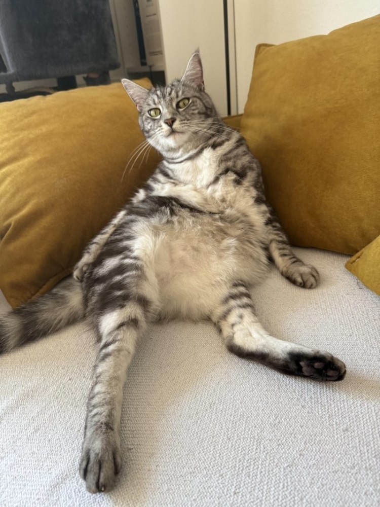 
        30&nbsp;кошачьих поз, которые смешнее любого мема    