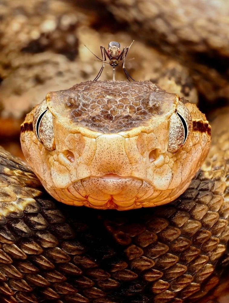 
        Фотограф заснял, как&nbsp;комар кусает змею    