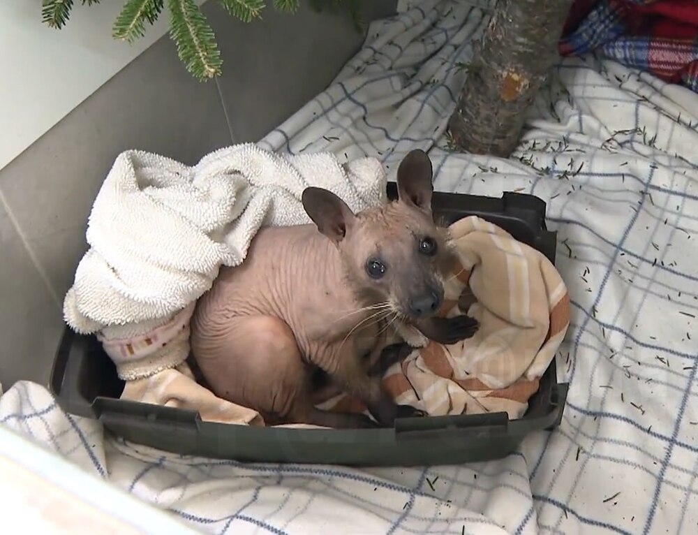 
        Как&nbsp;выглядит лысый енот    