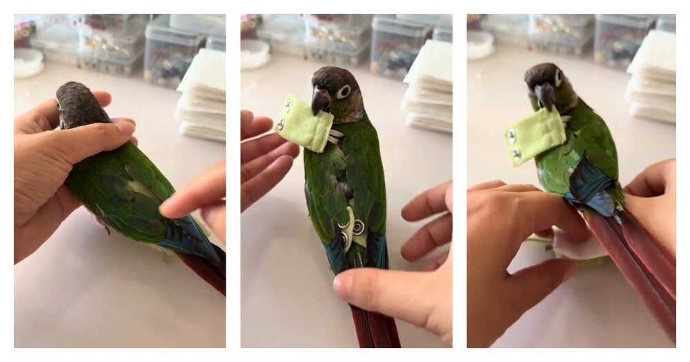 Женщина показала, как меняет подгузник попугаю
Женщина показала, как меняет подгузник попугаю