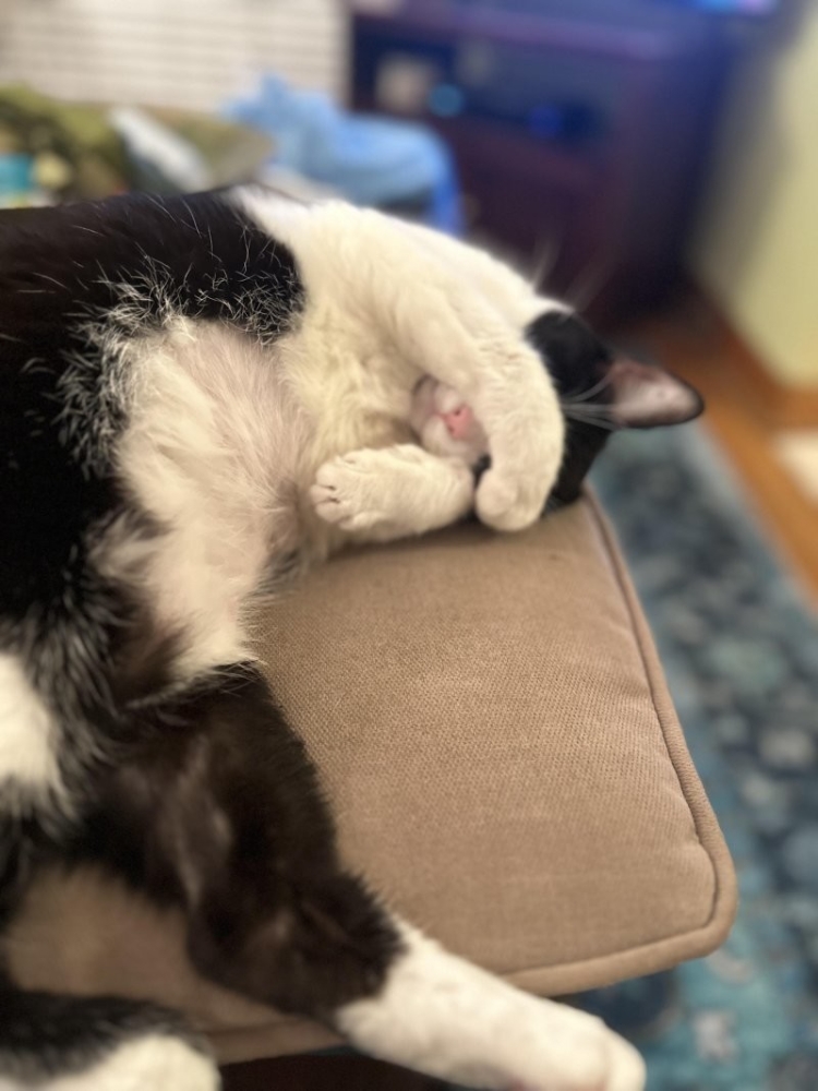 
        30&nbsp;кошачьих поз, которые смешнее любого мема    