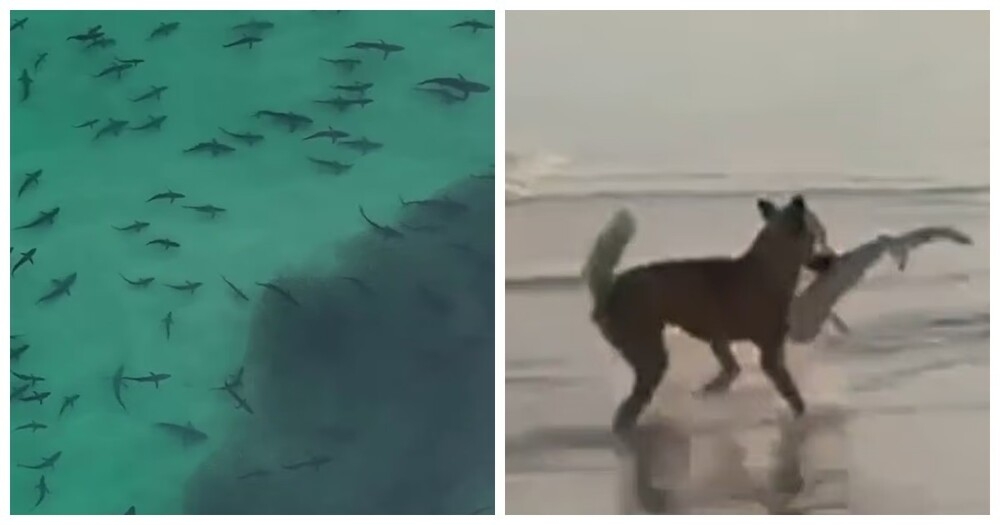 
        Динго выхватил детёныша акулы из&nbsp;мелководья на&nbsp;глазах у&nbsp;рыбака    