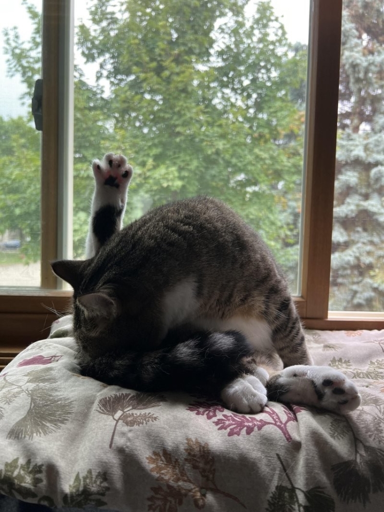 
        30&nbsp;кошачьих поз, которые смешнее любого мема    