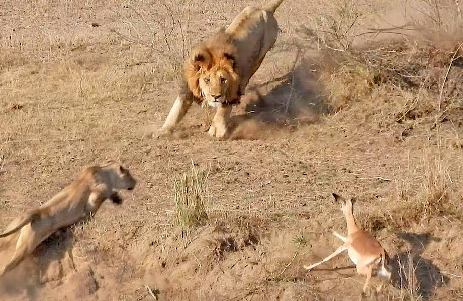 5 фактов, которые меняют представление о львах
5 фактов, которые меняют представление о львах