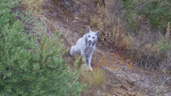 
        Редчайшая пиренейская рысь со&nbsp;светлой шерстью впервые снята на&nbsp;видео в&nbsp;Испании    