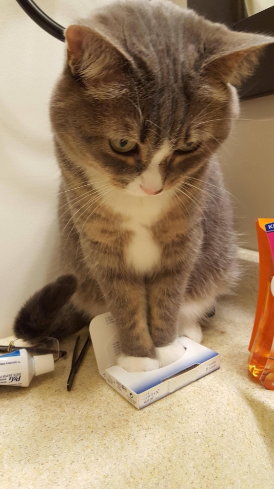 
        22&nbsp;очаровательных создания, которые способны с&nbsp;комфортом разместиться где&nbsp;угодно    