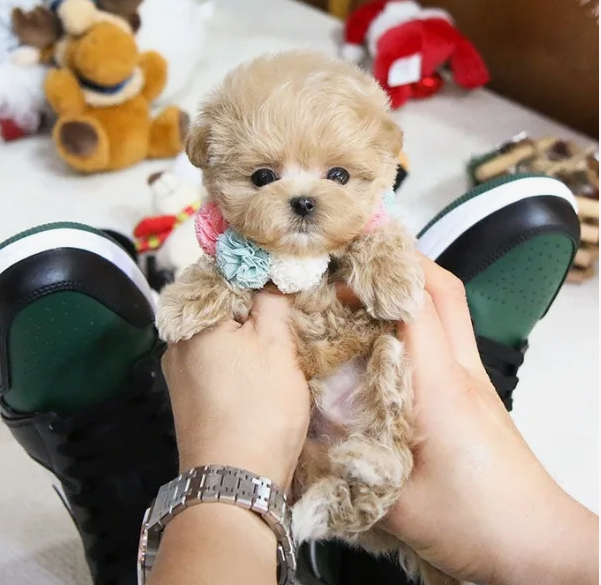 Китайцы заставляют собак помолиться
Китайцы заставляют собак помолиться