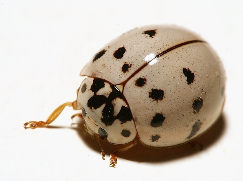 20 снимков, подтверждающих, что мир в деталях гораздо интереснее
20 снимков, подтверждающих, что мир в деталях гораздо интереснее