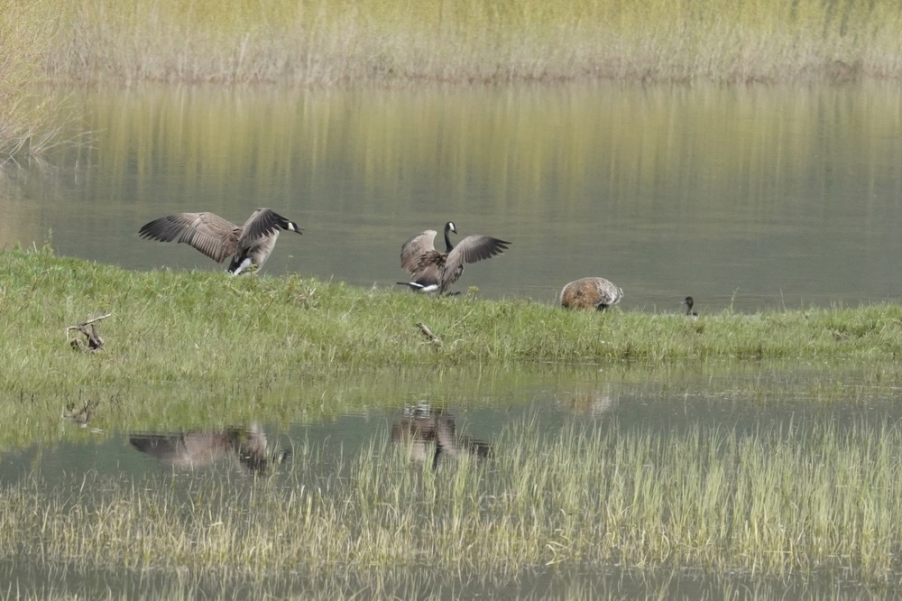 
        Американский барсук: неадекватный и&nbsp;злой    