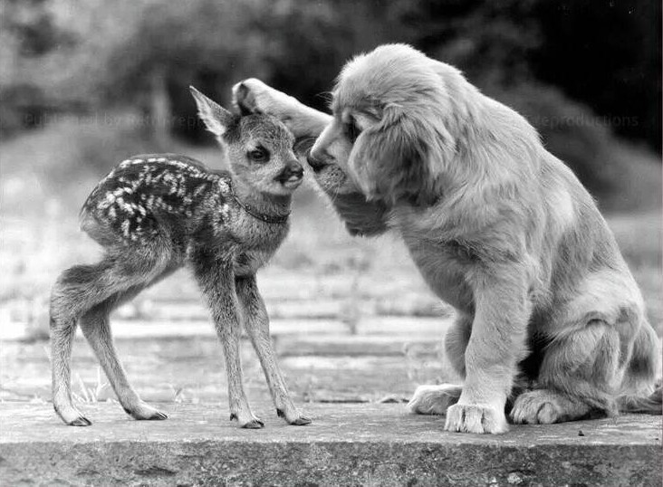 
        20&nbsp;примеров невероятной глубины пушистых сердец    