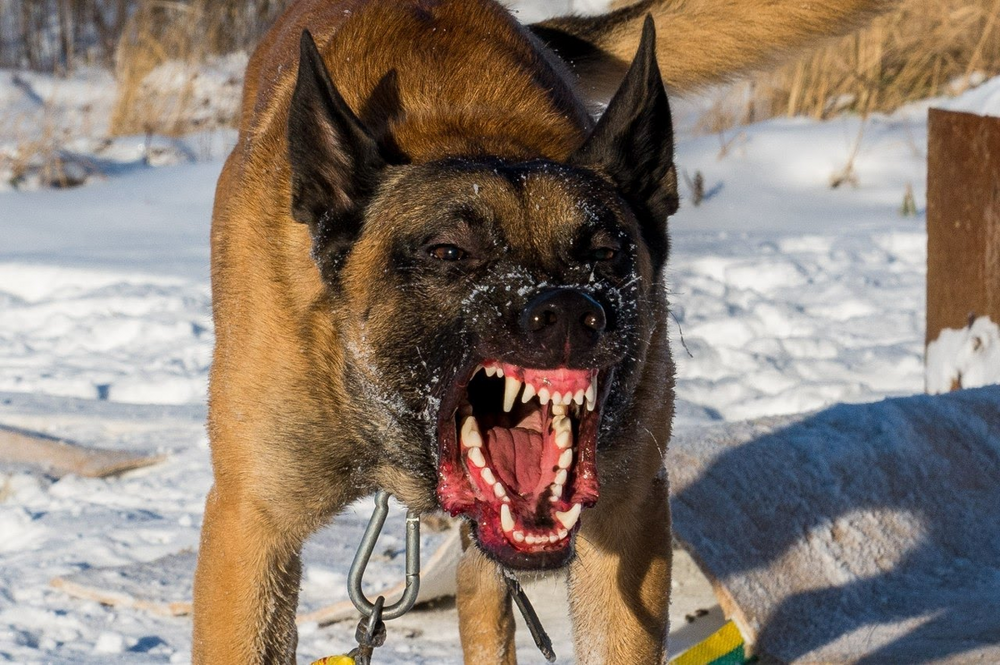 Рейтинг собак по мощности укуса: какая порода оказалась безумно сильна?
Рейтинг собак по мощности укуса: какая порода оказалась безумно сильна?