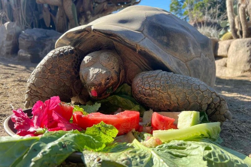 
        Старейшая обитательница зоопарка Сан-Диего скончалась в&nbsp;возрасте 141&nbsp;года    