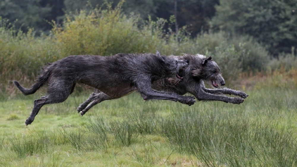 
        Какие породы собак победят волка или&nbsp;медведя?    