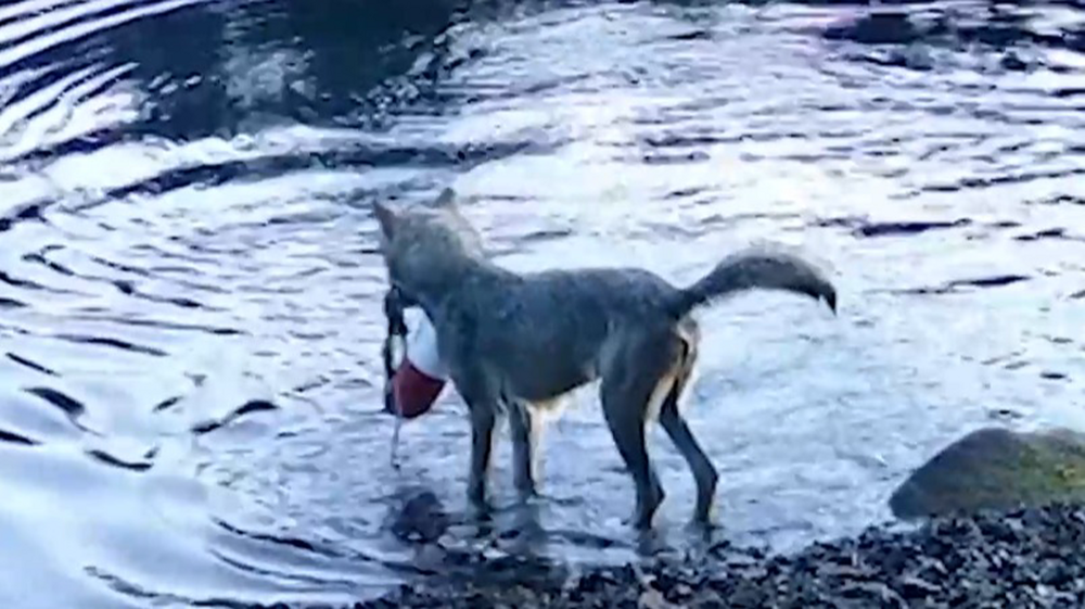 Волчица использовала сеть для ловли рыбы
Волчица использовала сеть для ловли рыбы