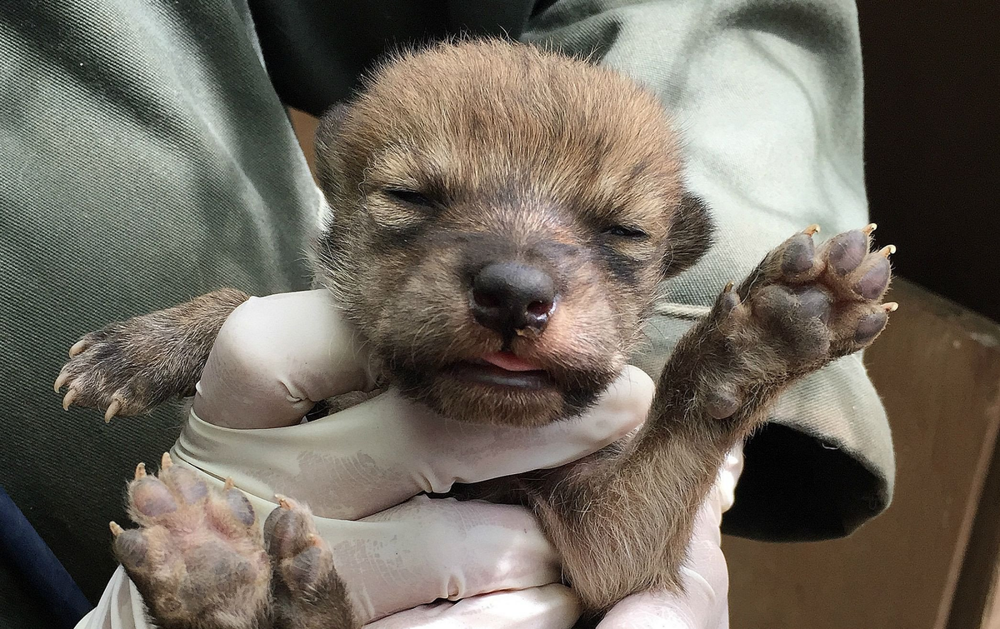 
        5&nbsp;фактов, которые меняют представление о&nbsp;гиенах    