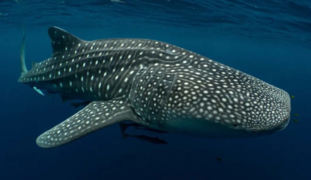 10 невероятных рекордсменов животного мира
10 невероятных рекордсменов животного мира