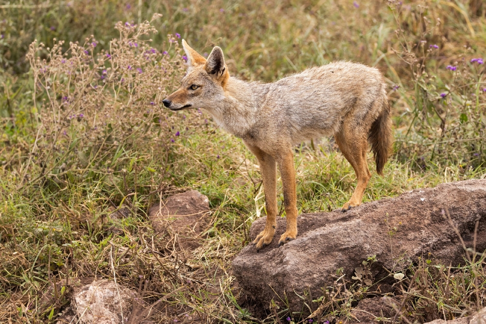 Золотистый волк: самый слабый и маленький хищник в мире
Золотистый волк: самый слабый и маленький хищник в мире