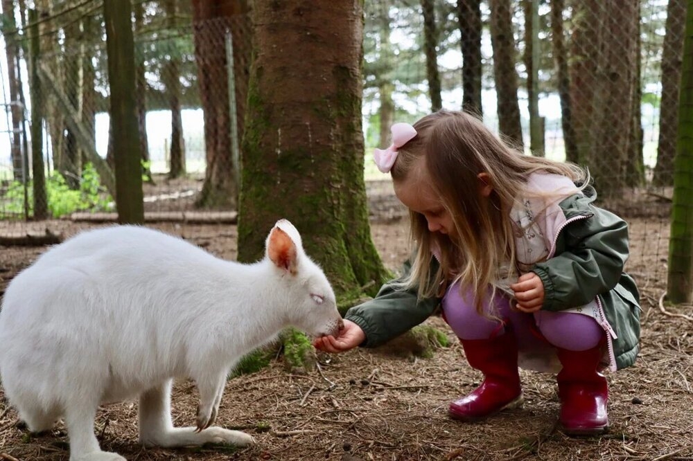 
        Правда ли, что&nbsp;в&nbsp;Австралии разводят и&nbsp;едят кенгуру, как&nbsp;коров или&nbsp;овец?    
