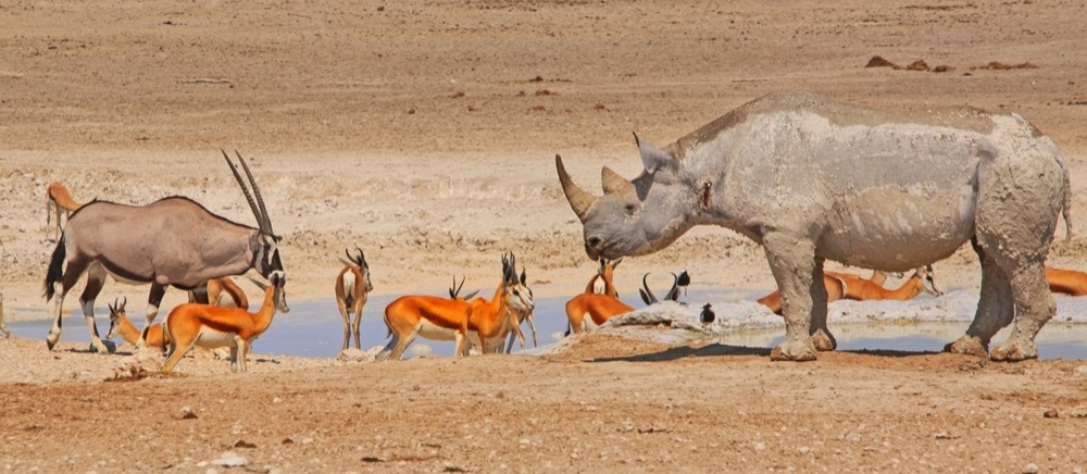 Водопой: место максимальной опасности в Африке
Водопой: место максимальной опасности в Африке