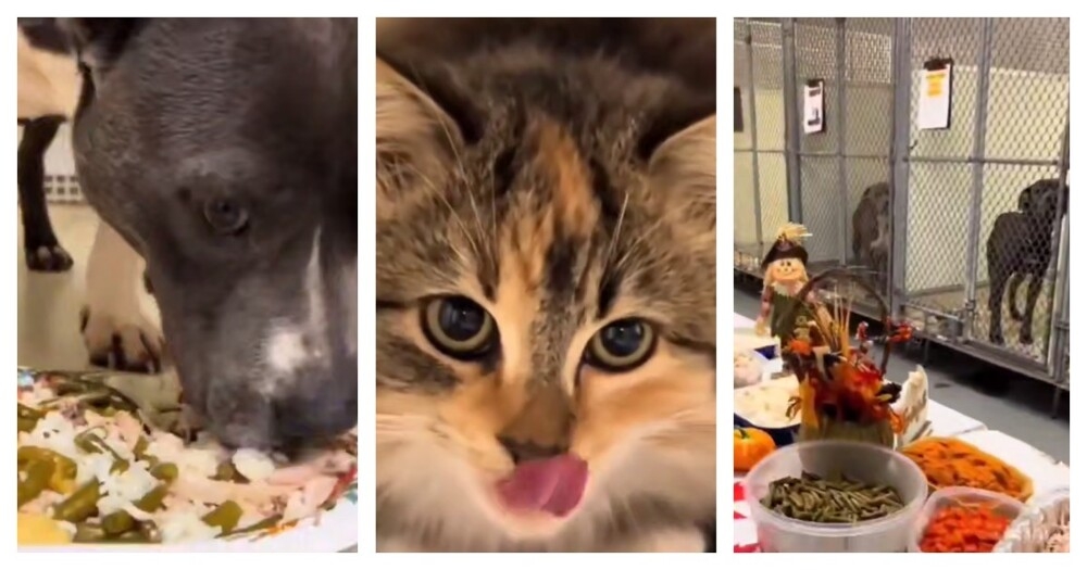 
        Приют для&nbsp;животных устроил праздничный ужин для&nbsp;кошек и&nbsp;собак    