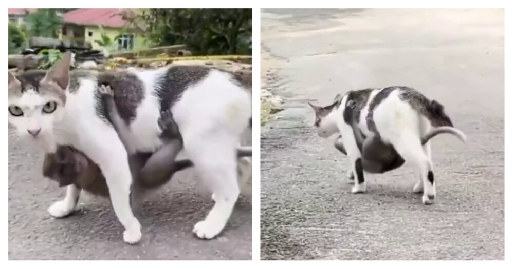 Кошка усыновила обезьяну
Кошка усыновила обезьяну