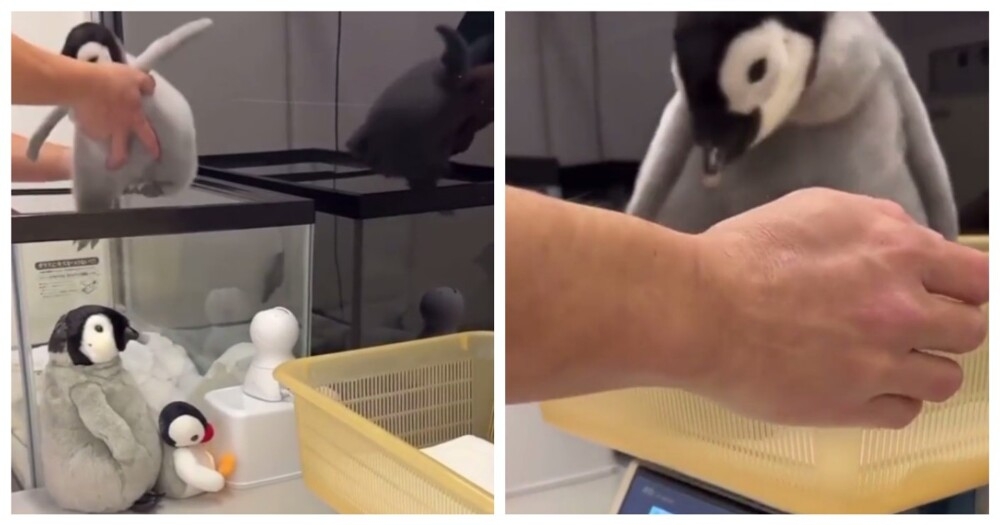 
        Как&nbsp;взвешивают пингвинят    