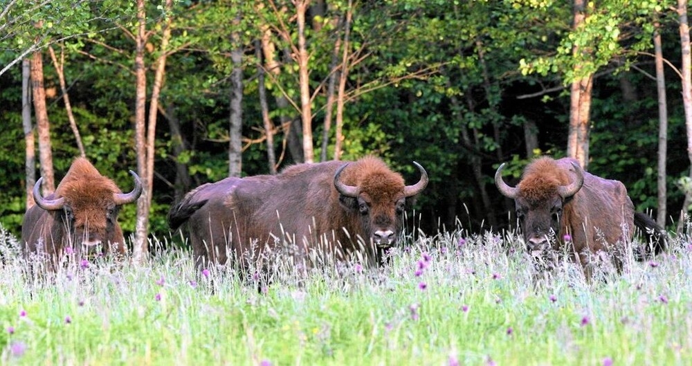 
        Поляки встретили зубров возле дороги    