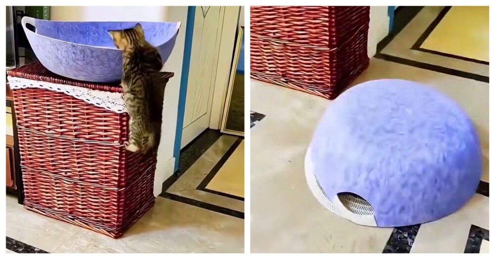 
        Кошки, которые сами себя загнали в&nbsp;ловушку    