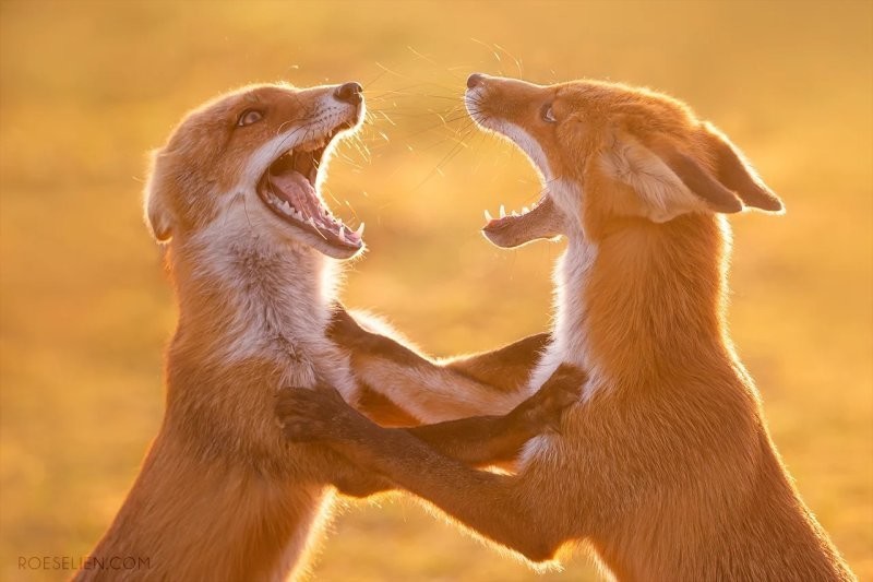 Лисы гораздо удивительнее, чем кажется — вот 31 доказательство
Лисы гораздо удивительнее, чем кажется — вот 31 доказательство