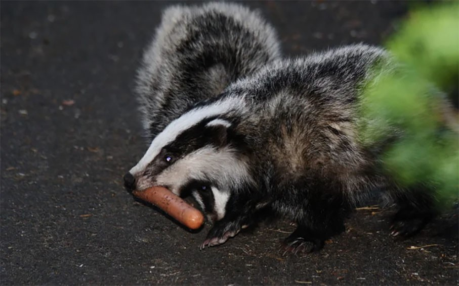 
        Барсук: обитает по&nbsp;всей России, но&nbsp;вы&nbsp;его&nbsp;не&nbsp;встретите    