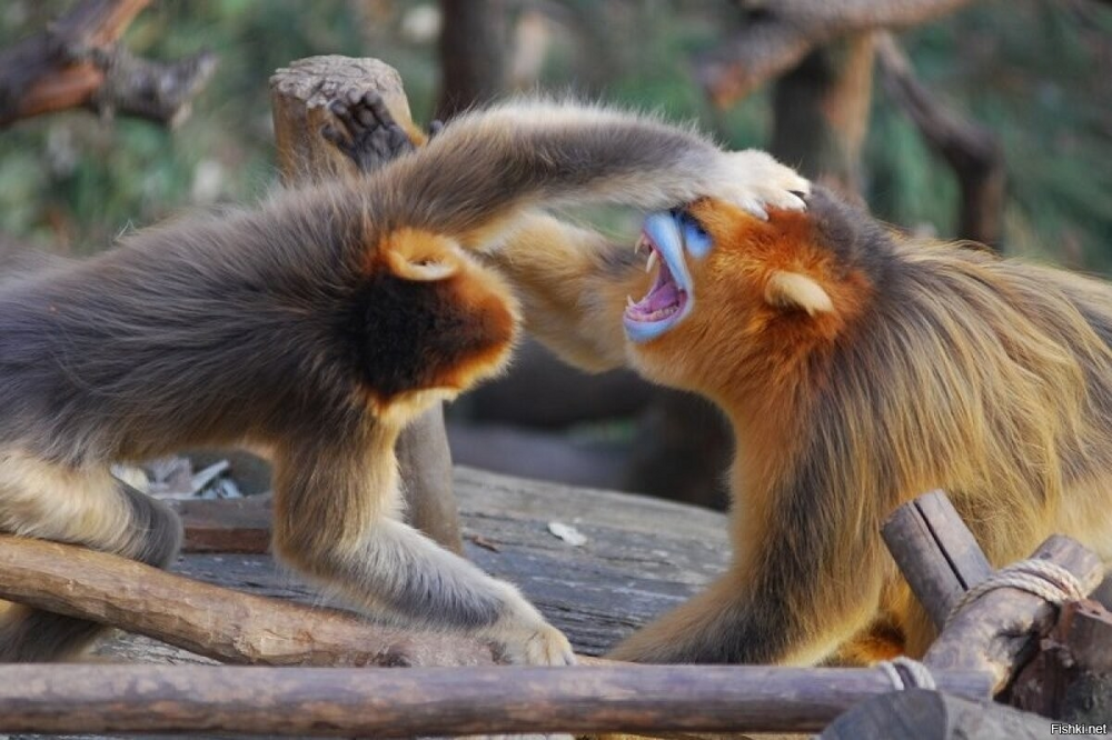 Курносая обезьяна: лишилась носа и «посинела» от холода
Курносая обезьяна: лишилась носа и «посинела» от холода