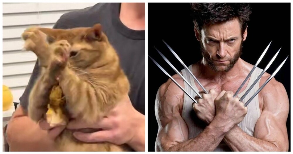 
        Кот&nbsp;до&nbsp;последнего защищал украденную курицу    