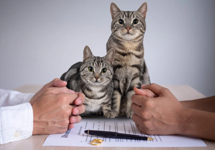 Турецкий тренд – алименты на котов
Турецкий тренд – алименты на котов