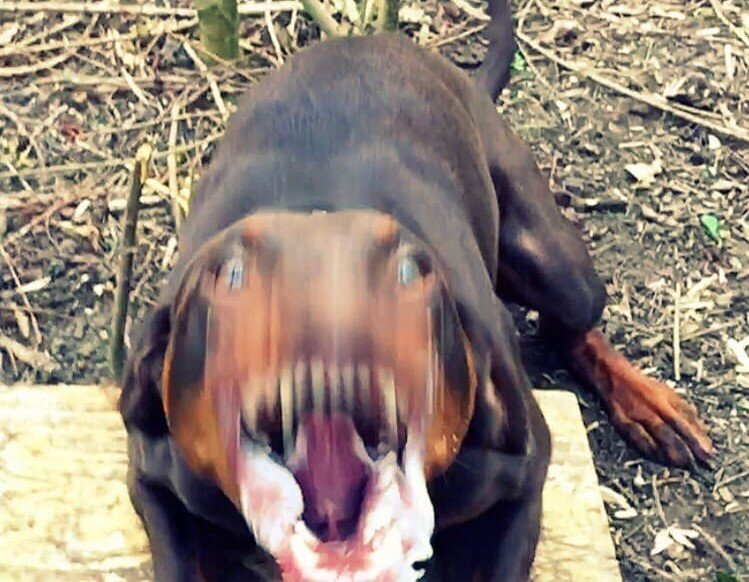 Рейтинг собак по мощности укуса: какая порода оказалась безумно сильна?
Рейтинг собак по мощности укуса: какая порода оказалась безумно сильна?