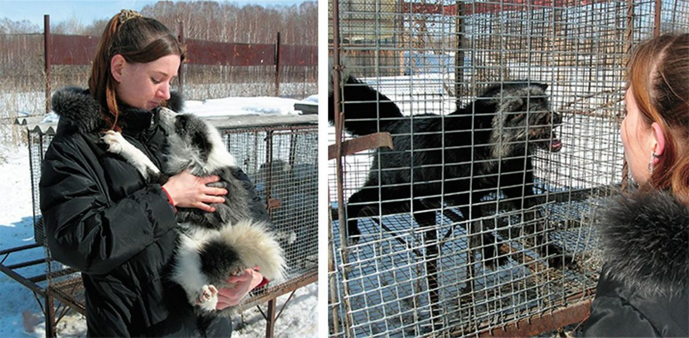 
        5&nbsp;причин не&nbsp;заводить лису: дыры в&nbsp;полу, руки в&nbsp;крови, вонища адская!    