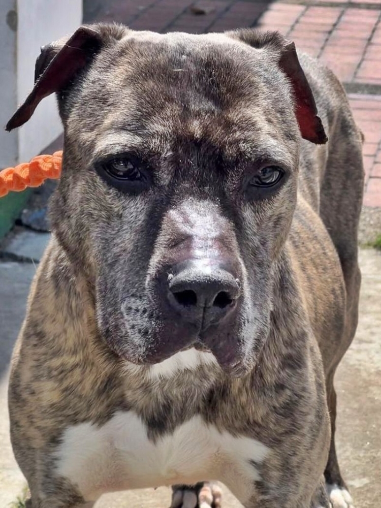 
        Пожилая собака обрела дом&nbsp;спустя шесть лет&nbsp;после того, как&nbsp;пережила нападение с&nbsp;мачете    