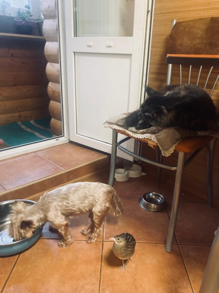 
        История о&nbsp;том, как&nbsp;птица пыталась соблазнить хозяйку    